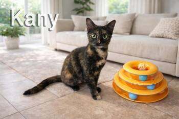 Domestic Short Hair Cats Available for Adoption - Kany | PetCurious