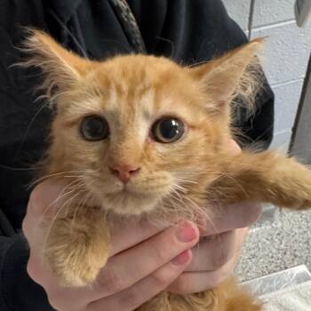 Georgia Peach -  Domestic Long Hair Cat Available for Adoption in West Olive, Michigan - Georgia Peach | PetCurious