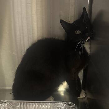 Skittles -  Domestic Short Hair Cat for Adoption in San Gabriel, California - Skittles | PetCurious