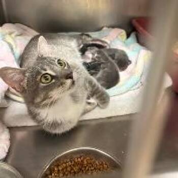 Russian Blue Cats Available for Adoption in Austin, Texas - Petit Four 6 | PetCurious