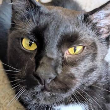 Rescue Domestic Short Hair Cats for Adoption in Woodstock, Illinois - Speedo | PetCurious
