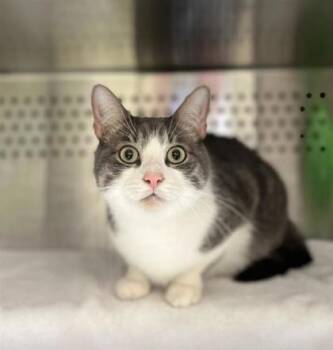 Ghost -  Domestic Short Hair Cat for Adoption in Montreal, Quebec - Ghost | PetCurious