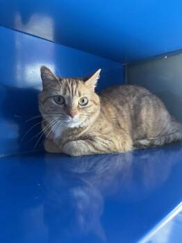 Domestic Short Hair Cats Available for Adoption in Westminster, Maryland - LUNA | PetCurious