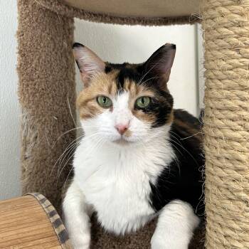 Rescue Domestic Short Hair Cats for Adoption in El Cajon, California - Abilene | PetCurious