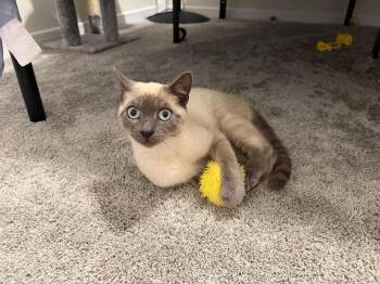 Domestic Short Hair Cats Available for Adoption - Romeo | PetCurious