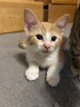 Scotch -  Domestic Short Hair Cat for Adoption in Salisbury, North Carolina - Scotch | PetCurious