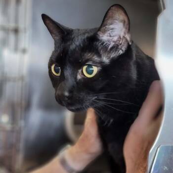 Domestic Short Hair Cats Available for Adoption - Charlie - 8 Yo Senior | PetCurious