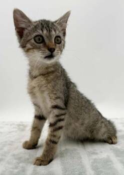 Lucy Biscuit -  Domestic Short Hair Cat for Adoption in Bowling Green, Kentucky - Lucy Biscuit | PetCurious