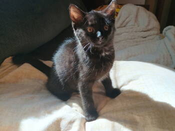 Rescue Domestic Medium Hair Cats for Adoption in Pittsboro, North Carolina - Anna | PetCurious