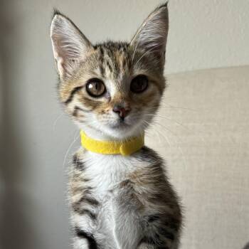 Post Oak -  Domestic Short Hair Cat for Adoption in Bryan, Texas - Post Oak | PetCurious