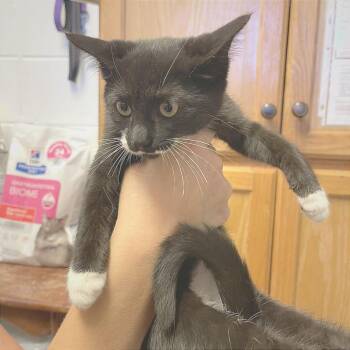 Sapphire -  Domestic Short Hair Cat for Adoption in Albert Lea, Minnesota - Sapphire | PetCurious
