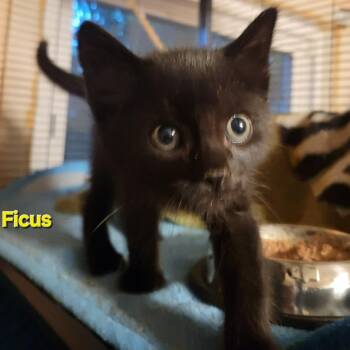 Ficus -  Domestic Short Hair Cat for Adoption in Harrisonburg, Virginia - Ficus | PetCurious