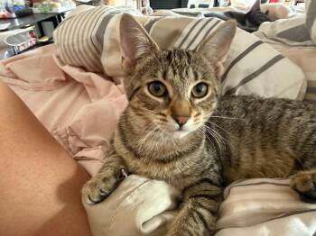 Loretta -  American Shorthair Cat for Adoption in Highland Park, New Jersey - Loretta | PetCurious