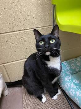Vladimir -  Domestic Short Hair Cat for Adoption in Cincinnati, Ohio - Vladimir | PetCurious