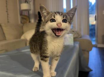 Azriel -  Domestic Short Hair Cat for Adoption in Colbert, Georgia - Azriel | PetCurious