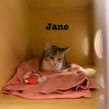 Jane -  Domestic Short Hair Cat for Adoption in Hazlet, New Jersey - Jane | PetCurious