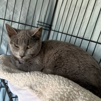 Rescue Domestic Short Hair Cats for Adoption in Normal, Illinois - Gravy | PetCurious