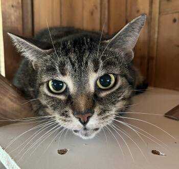 MOUSSE (CR/SC) -  Domestic Short Hair Cat for Adoption in Sainte-angèle-de-monnoir, Quebec - MOUSSE (CR/SC) | PetCurious