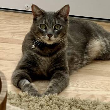Domestic Short Hair Cats Available for Adoption in Pleasanton, California - Benjamin | PetCurious