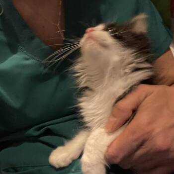 George -  Domestic Long Hair Cat for Adoption in Springboro, Ohio - George | PetCurious