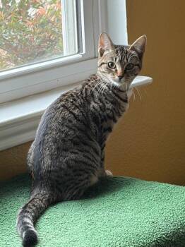 Tabby and Domestic Short Hair Cats Available for Adoption - Ivy | PetCurious