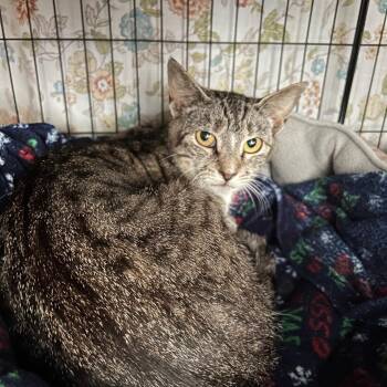 Lola -  Domestic Short Hair Cat for Adoption in Baltimore, Maryland - Lola | PetCurious