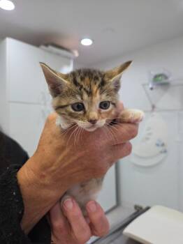 Lia -  Domestic Short Hair Cat for Adoption in Brookings, Oregon - Lia | PetCurious