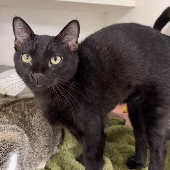Binsky -  Domestic Short Hair Cat for Adoption in Stillwater, Oklahoma - Binsky | PetCurious