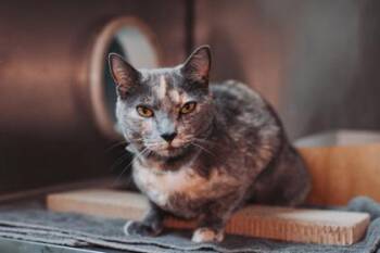 Domestic Short Hair Cats Available for Adoption in North Charleston, South Carolina - 92669A Rita- PetSmart West Ashley | PetCurious