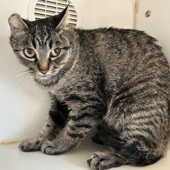 Rescue Domestic Short Hair Cats for Adoption in La Grange Park, Illinois - ZeeZee | PetCurious