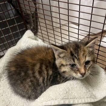 Meadow -  Domestic Short Hair Cat for Adoption in Winchester, Virginia - Meadow | PetCurious
