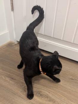 Domestic Short Hair Cats Available for Adoption in Ogden, Utah - Phisto | PetCurious