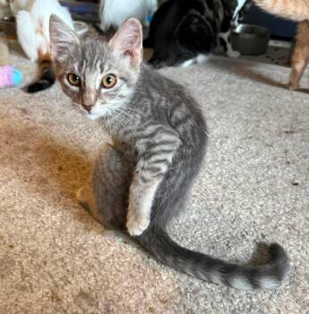Lincoln -  Tabby Cat for Adoption in Marion, Indiana - Lincoln | PetCurious