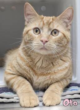 Oto -  Domestic Short Hair Cat for Adoption in Mason, Michigan - Oto | PetCurious