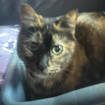 Val (Joana) -  Domestic Short Hair Cat for Adoption in Greensboro, North Carolina - Val (Joana) | PetCurious