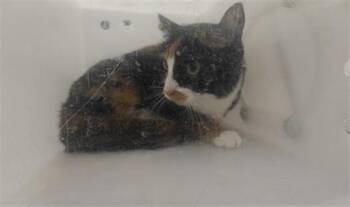 GATITA -  Domestic Short Hair Cat for Adoption in Santa Fe, New Mexico - GATITA | PetCurious