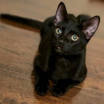 Ragu -  Domestic Short Hair Cat for Adoption in Pompano Beach, Florida - Ragu | PetCurious