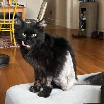 Domestic Medium Hair Cats Available for Adoption - Hopper | PetCurious
