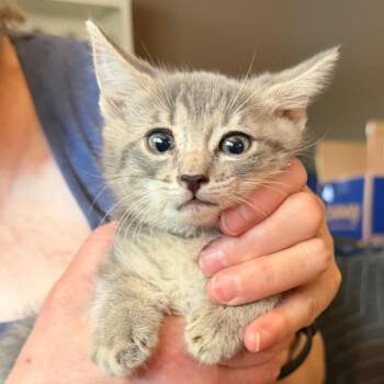 Boom -  Domestic Short Hair Cat for Adoption in Midland, Texas - Boom | PetCurious