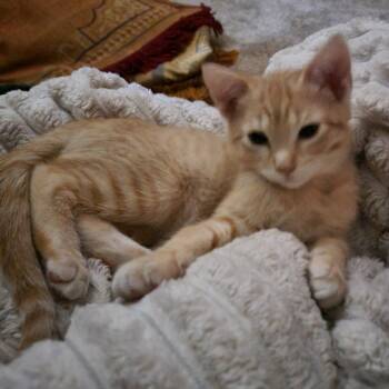 Katrina C12044 -  American Shorthair Cat for Adoption - Katrina C12044 | PetCurious