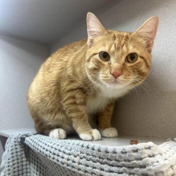 Domestic Short Hair Cats Available for Adoption in Pittsburgh, Pennsylvania - Canelo | PetCurious