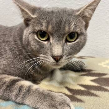 Rescue Domestic Short Hair Cats for Adoption in Dayton, Ohio - Nuget | PetCurious