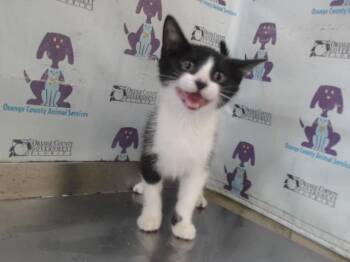 CATTORINA -  Domestic Short Hair Cat for Adoption in Orlando, Florida - CATTORINA | PetCurious