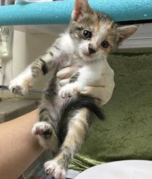 TIGER -  Domestic Short Hair Cat for Adoption in Riverside, California - TIGER | PetCurious
