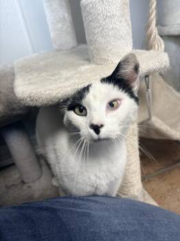 Brain -  Domestic Short Hair Cat for Adoption in Bolivar, Missouri - Brain | PetCurious