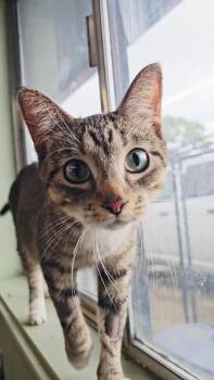 MALIBU -  American Shorthair Cat for Adoption in Pinedale, Wyoming - MALIBU | PetCurious