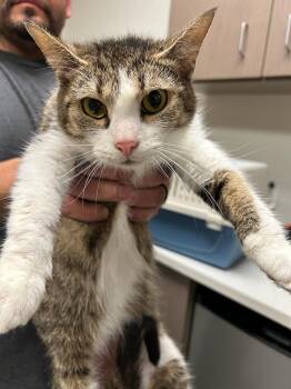 Sweet Pea -  Domestic Short Hair Cat for Adoption in Greenfield, Indiana - Sweet Pea | PetCurious