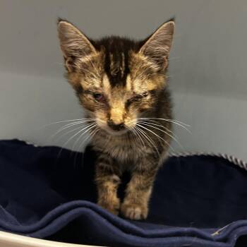 Lonnie -  Domestic Short Hair Cat for Adoption in Chattanooga, Tennessee - Lonnie | PetCurious