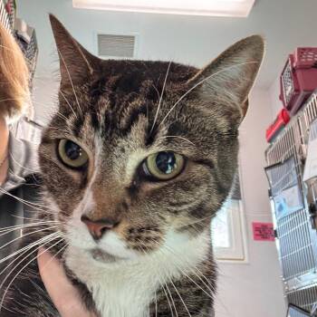 Scarlet -  Domestic Short Hair Cat for Adoption in Clearwater, Florida - Scarlet | PetCurious