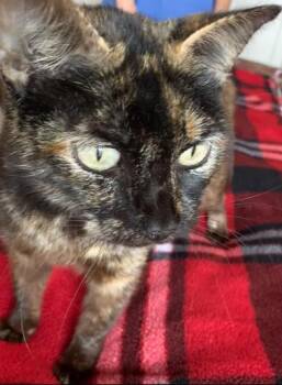 Domestic Short Hair Cats Available for Adoption in Liverpool, Texas - Sierra | PetCurious